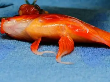 George, la carpa operada de un tumor cerebral George, la carpa operada de un tumor cerebral