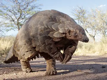 Un pangolín, fotografiado desde el suelo Un pangolín, fotografiado desde el suelo