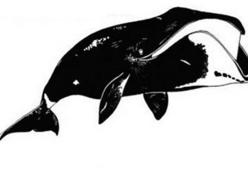 Representación de la ballena boreal en la investigación