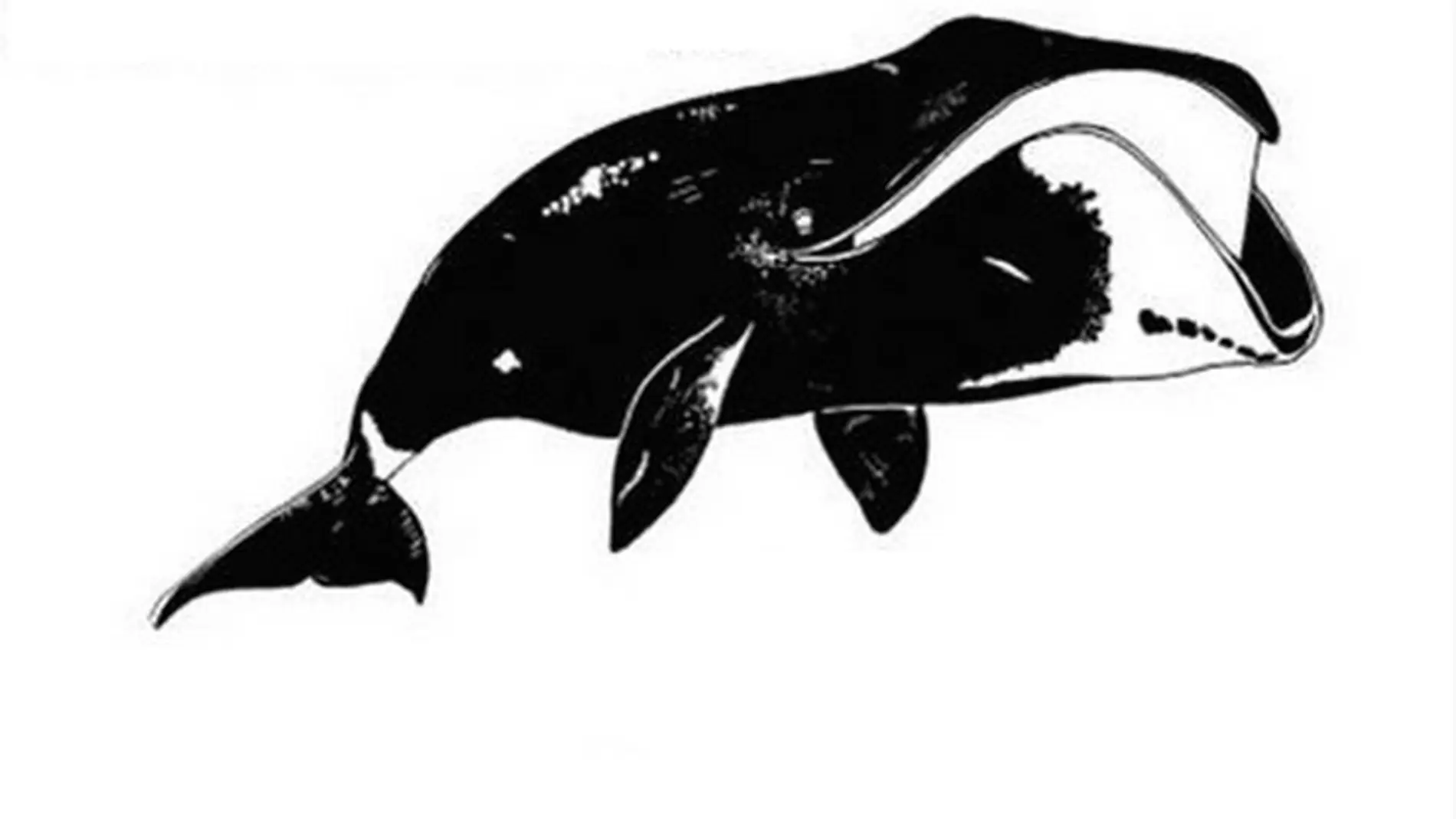 Representación de la ballena boreal en la investigación