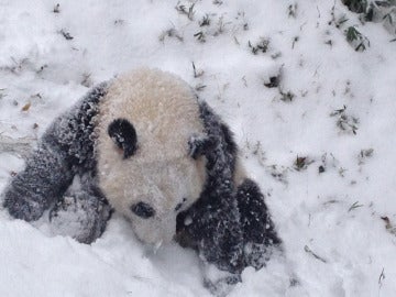 Oso Panda en mitad de la nieve
