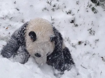 Oso Panda en mitad de la nieve Oso Panda en mitad de la nieve