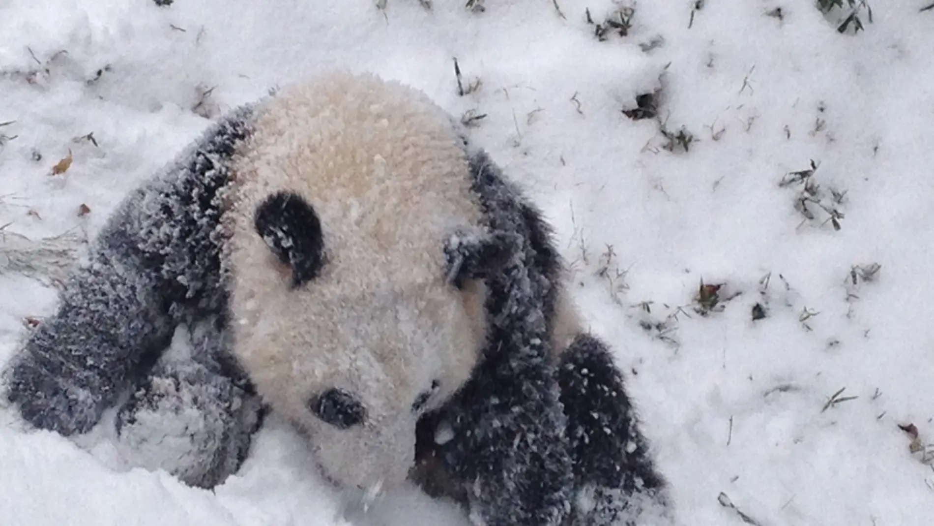 Oso Panda en mitad de la nieve