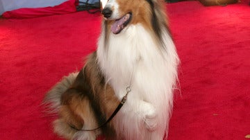 La raza collie se disparó con Lassie