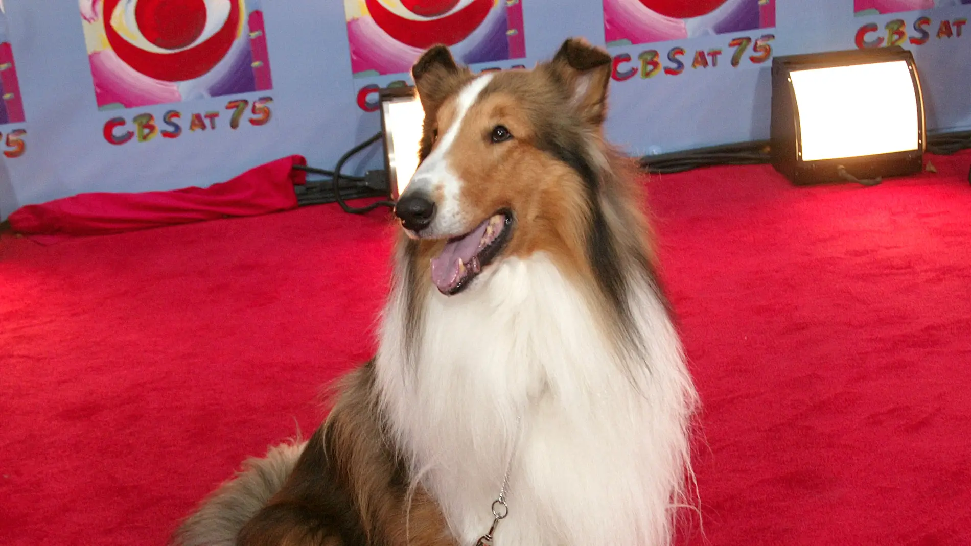 La raza collie se disparó con Lassie