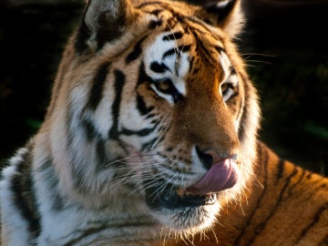 Un tigre se lame la nariz