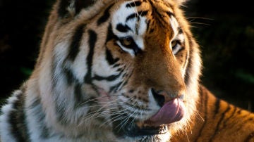 Un tigre se lame la nariz
