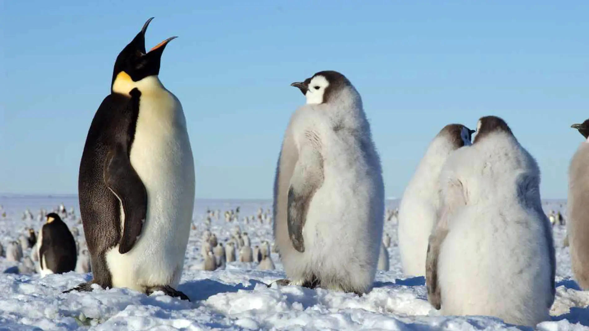 Pingüinos