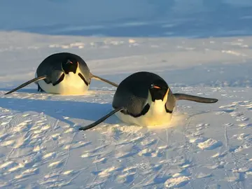 Pingüino emperador Pingüino emperador