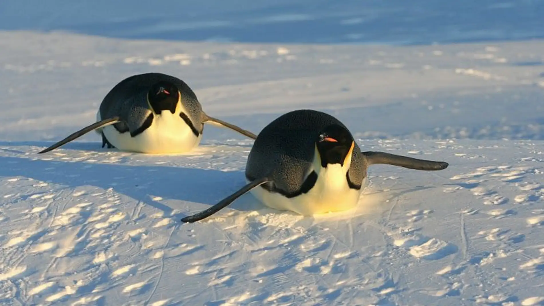 Pingüino emperador 