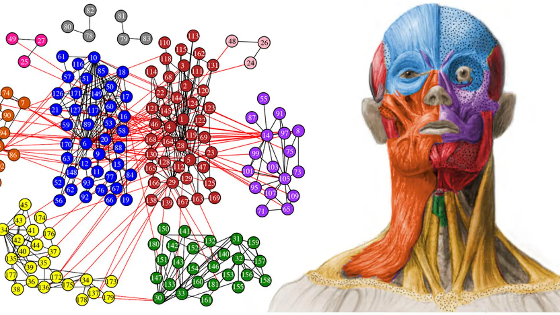 Imagen de torso humano que diferencia en