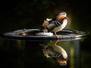 Un pájaro se refleja sobre un lago