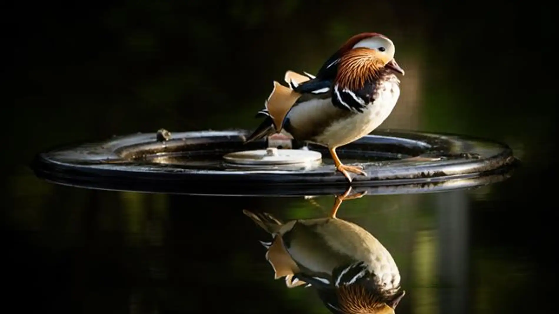 Un pájaro se refleja sobre un lago