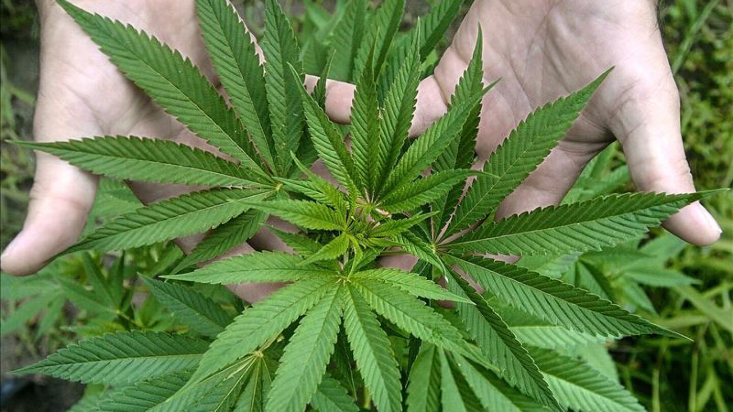 El Parlamento de Jamaica despenaliza la marihuana