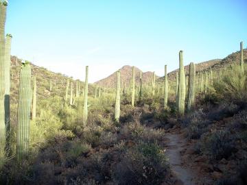 Bosque de Saguaros en Tucson, Arizona