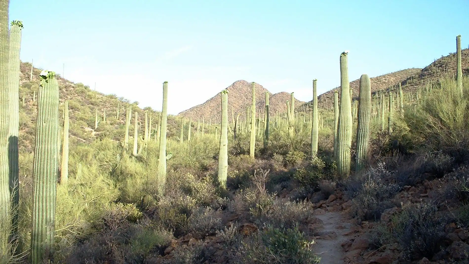 Bosque de Saguaros en Tucson, Arizona