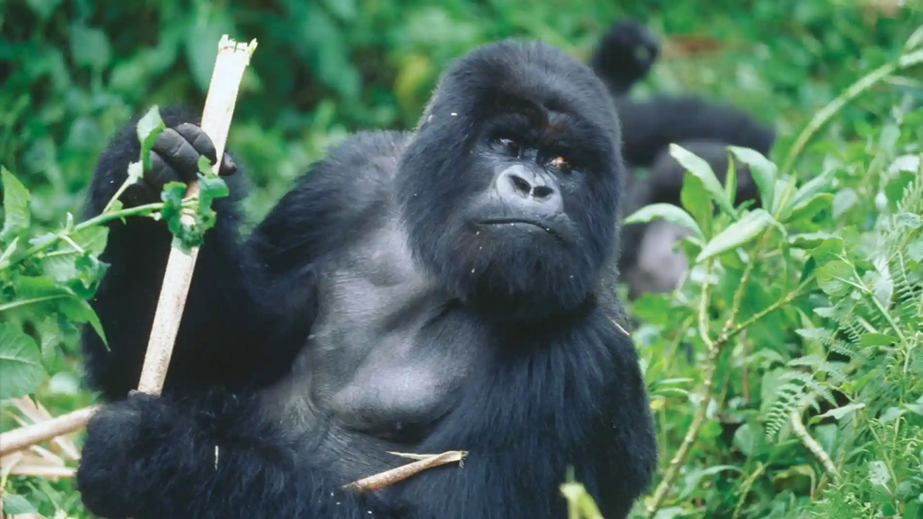 El-origen-de-dos-tipos-de-VIH-esta-en-gorilas-de-Camerun.jpg