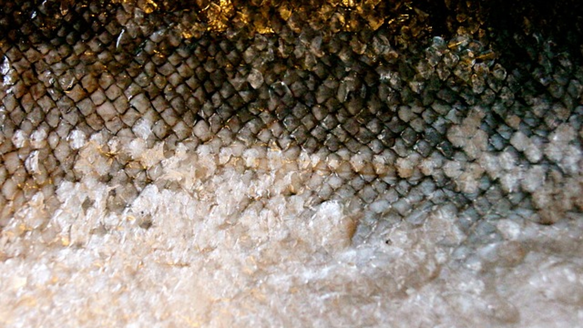 Piel de pescado