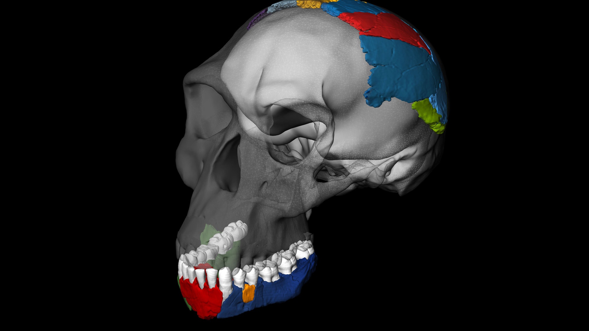 Calavera de homo
