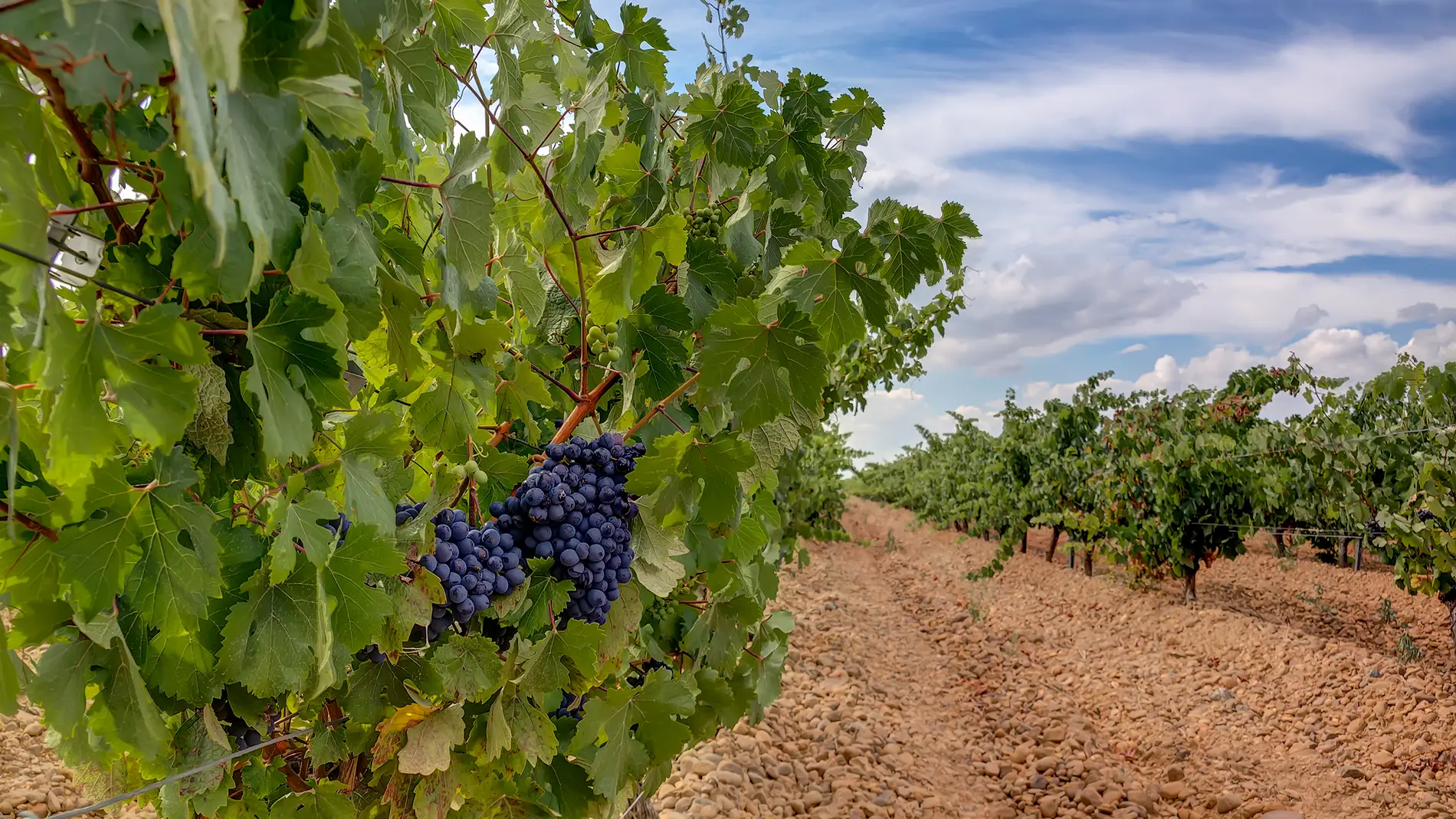 Viñedos en Pajares de los Oteros (León).