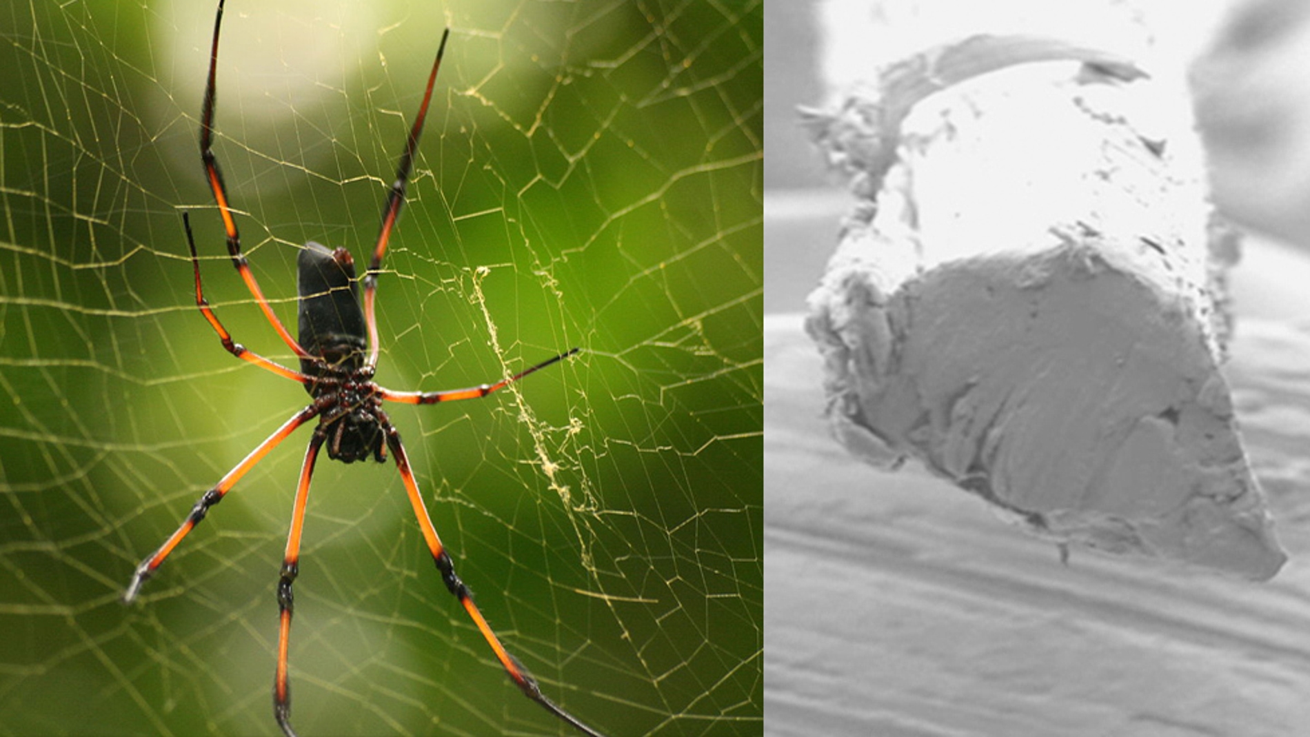 Araña de la especie Nephila inaurata