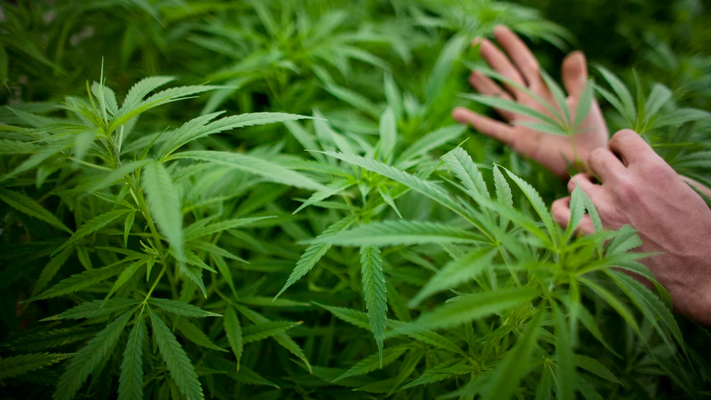 Una plantación de marihuana Una plantación de marihuana