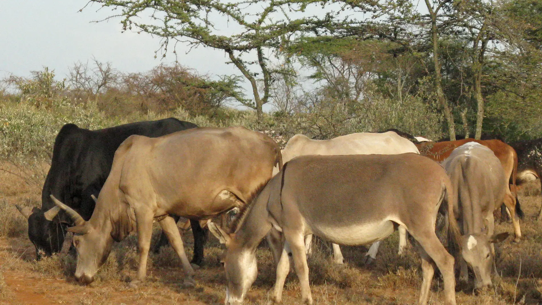 Ganado en Kenia pastando