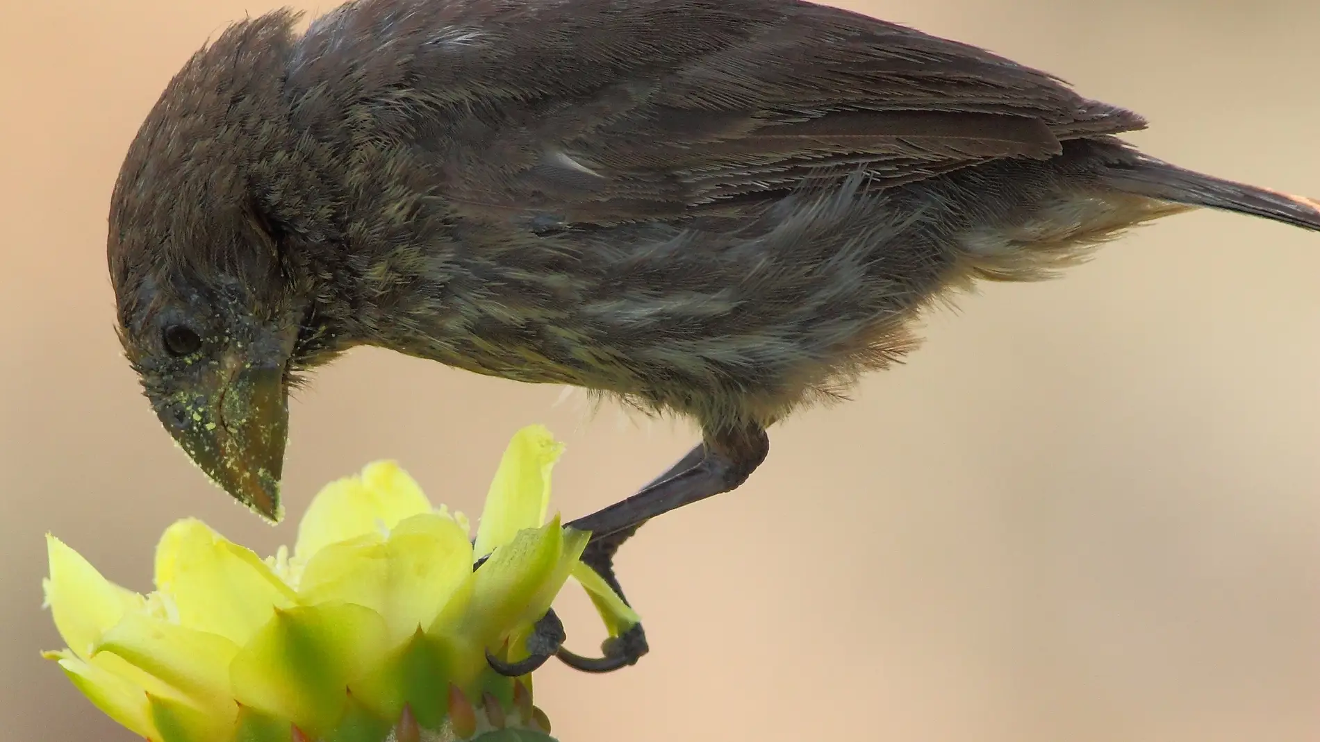 La escasez de plantas e insectos obliga