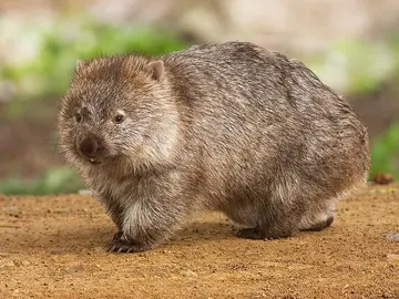 Wombat Wombat