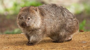 Wombat