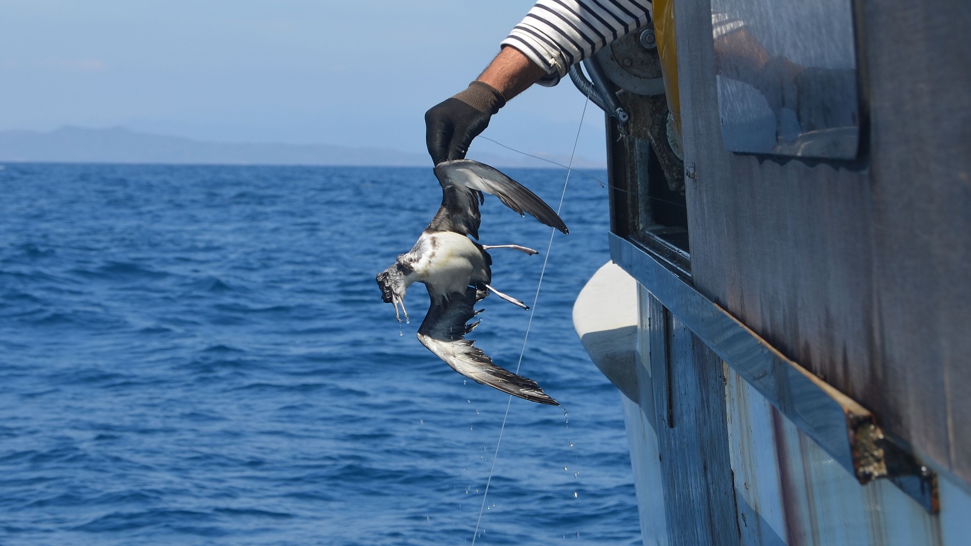 Imagen de un ave capturada por la pesca