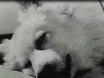 Perro Perro