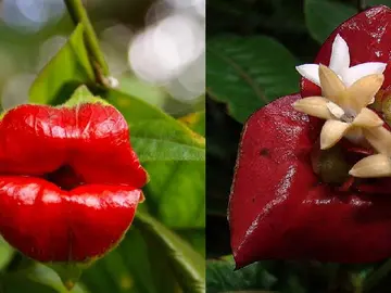 La inflorescencia de Psychotria elata parece unos labios al comienzo de su desarrollo La inflorescencia de Psychotria elata parece unos labios al comienzo de su desarrollo