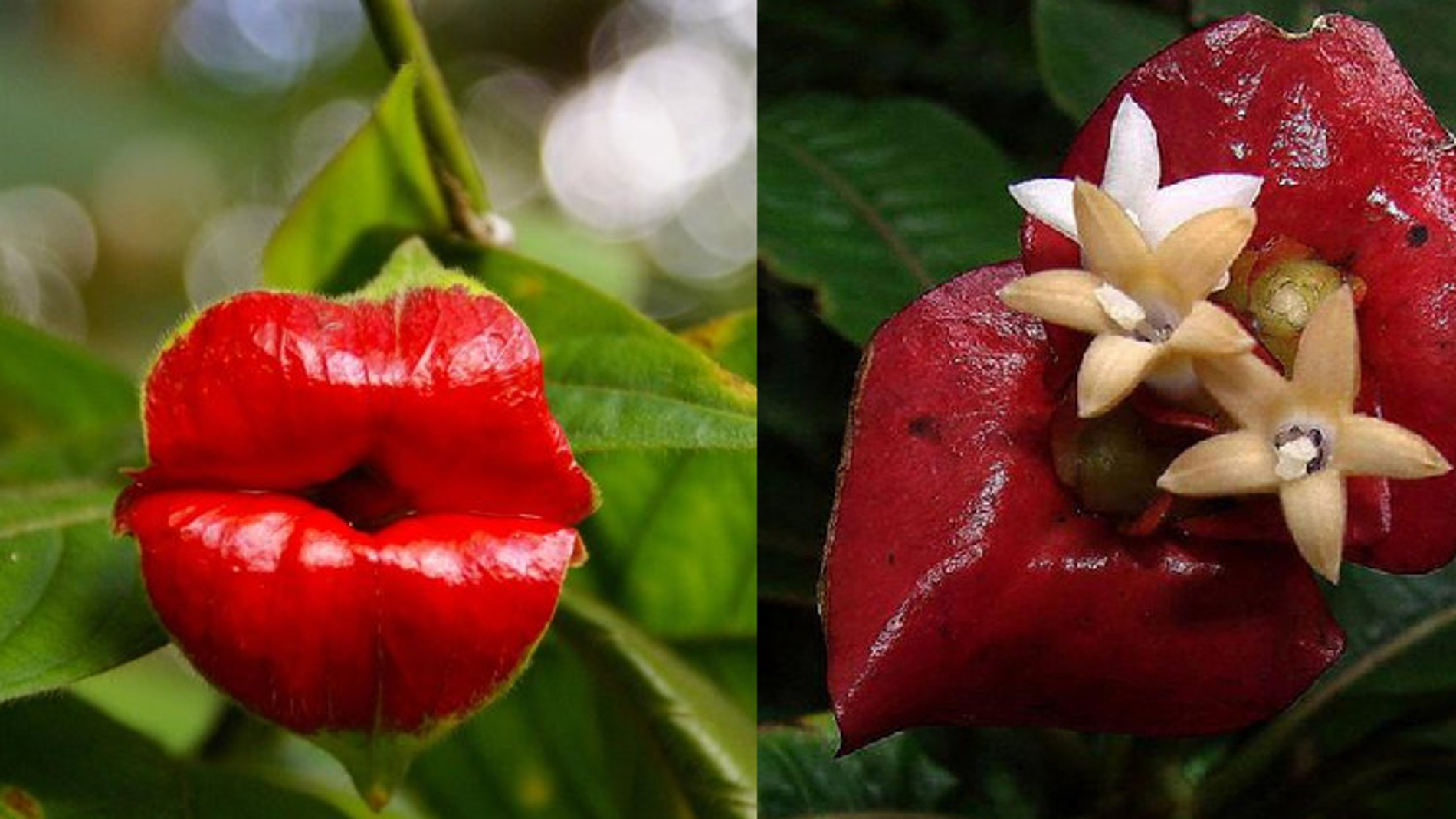 La inflorescencia de Psychotria elata parece unos labios al comienzo de su desarrollo