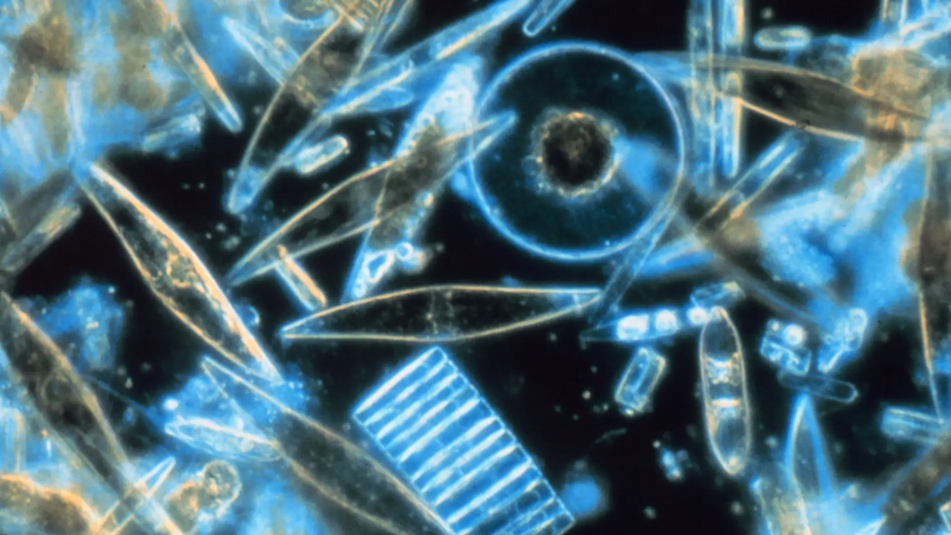 Diatomeas marinas al microscopio. / Wiki