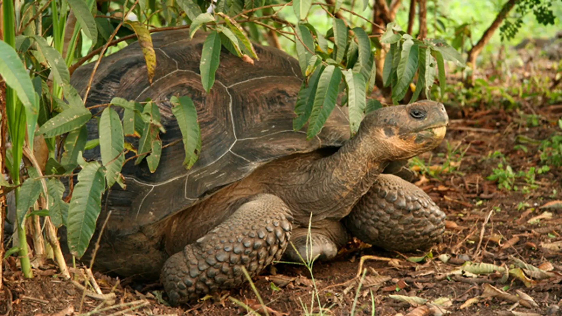 Tortugas gigantes en las Islas Galápago