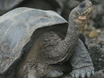 Tortugas gigantes