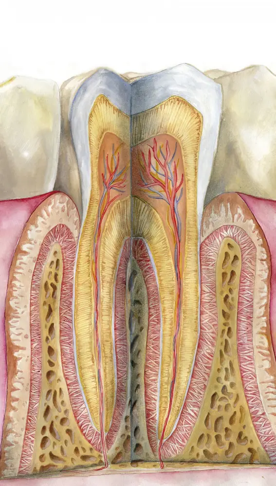 Las diferentes capas del diente