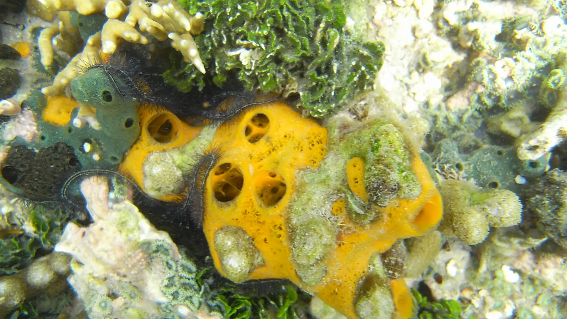 La esponja marina Mycale laevis abunda e