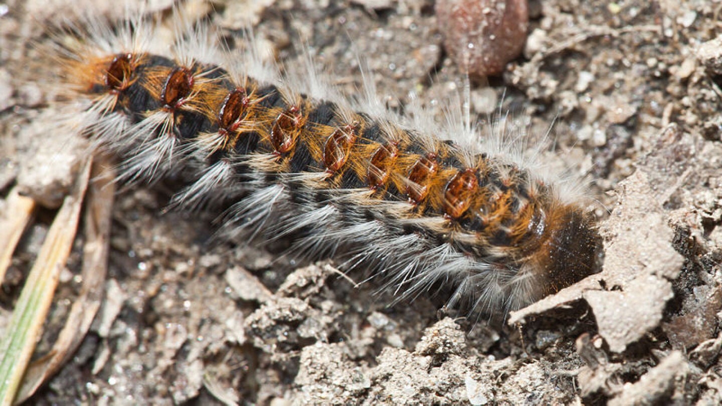 Plantas convierten a insectos herb&iacute;voros en carn&iacute;voros