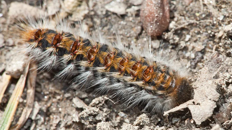 Plantas convierten a insectos herbívoros en carnívoros