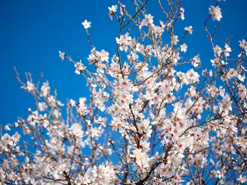 10 curiosidades científicas de la primavera 10 curiosidades científicas de la primavera