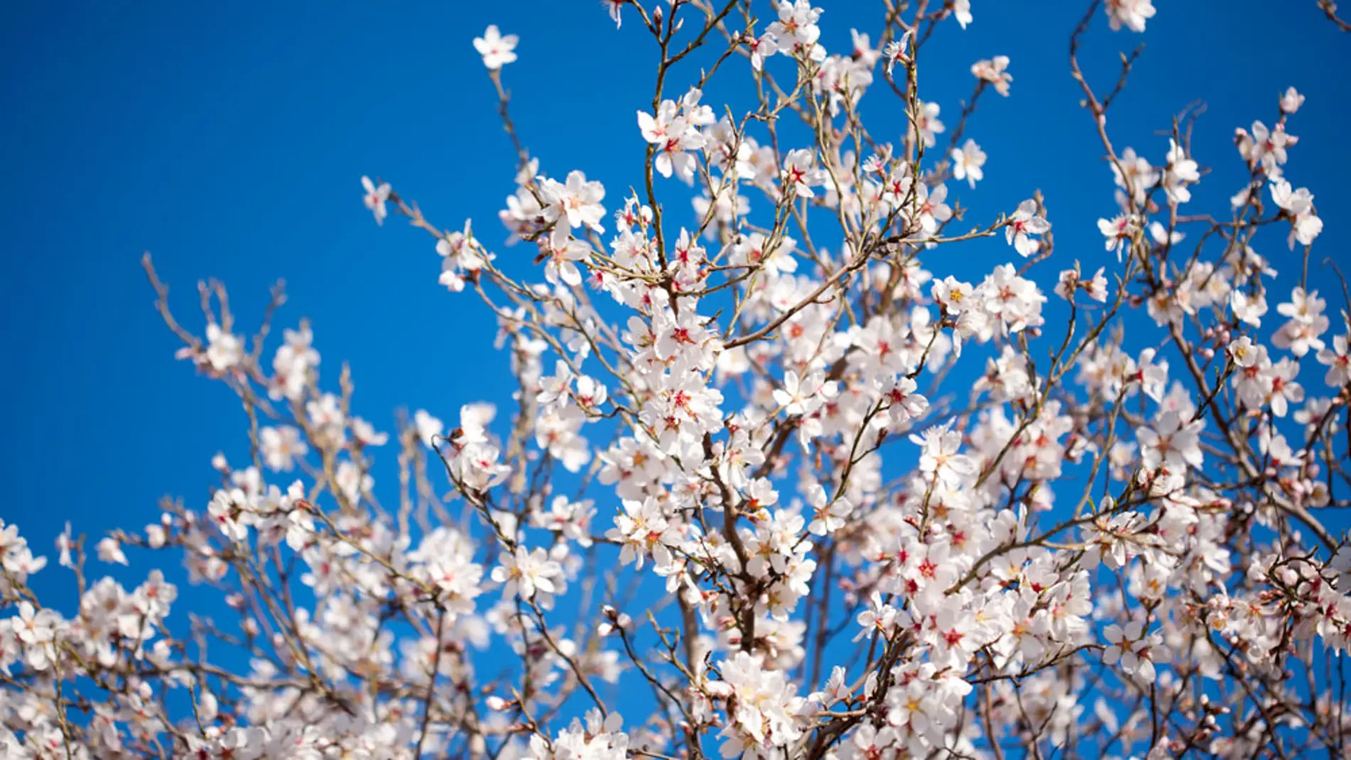 10 curiosidades científicas de la primavera