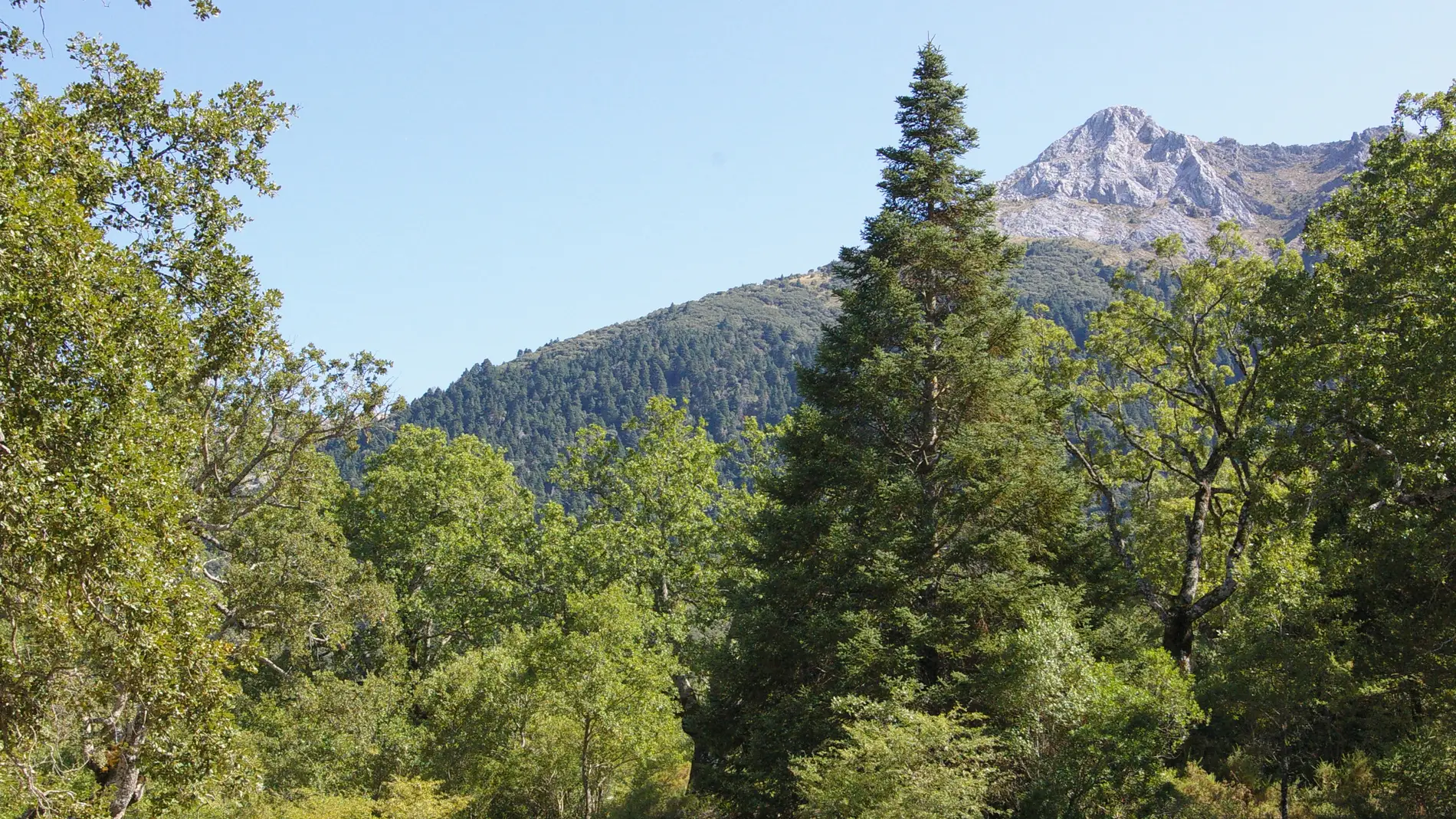 Pinsapo andaluz