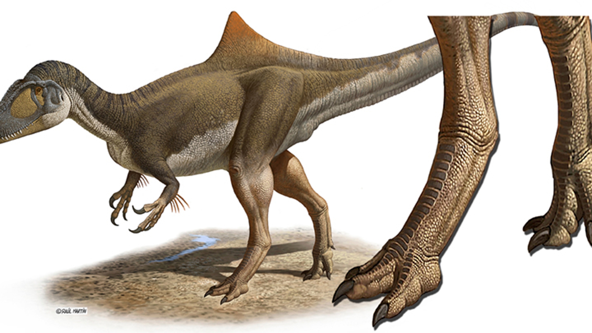 Los dinosaurios carnívoros tenían los pi