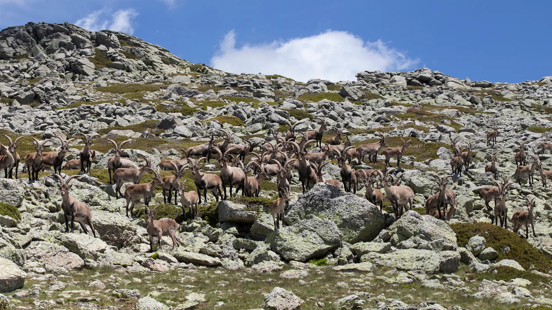 Rebaño de cabras monteses (machos) en el