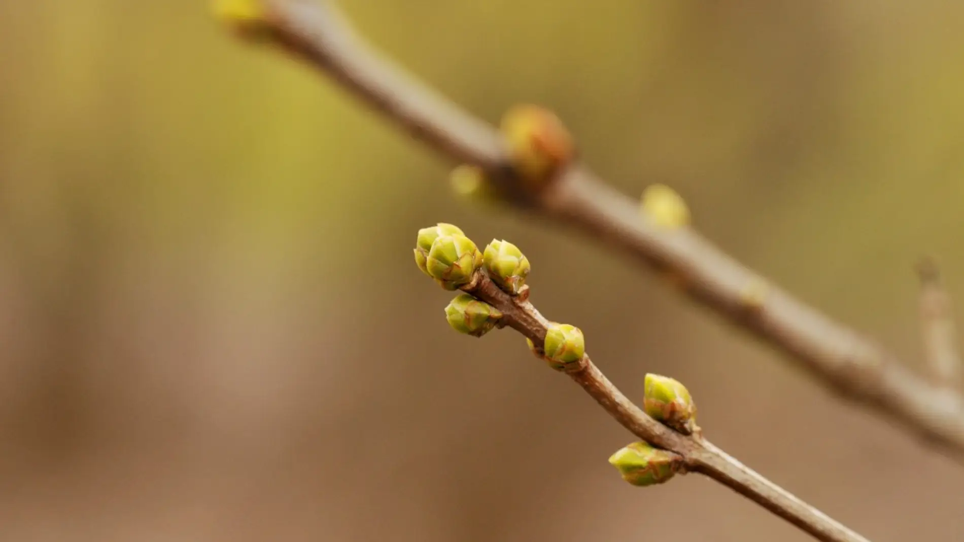 Brotes de lilas