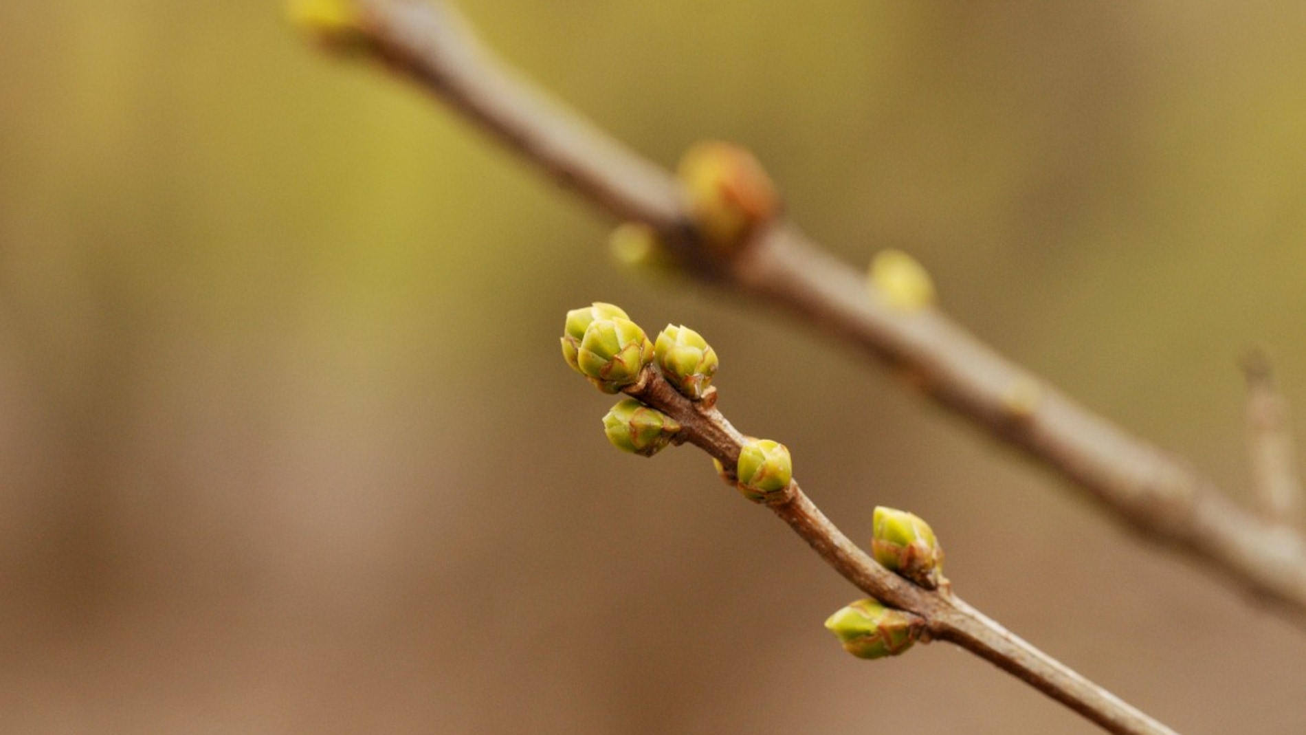 Brotes de lilas