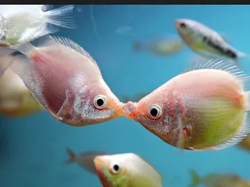 Gurami besador Gurami besador