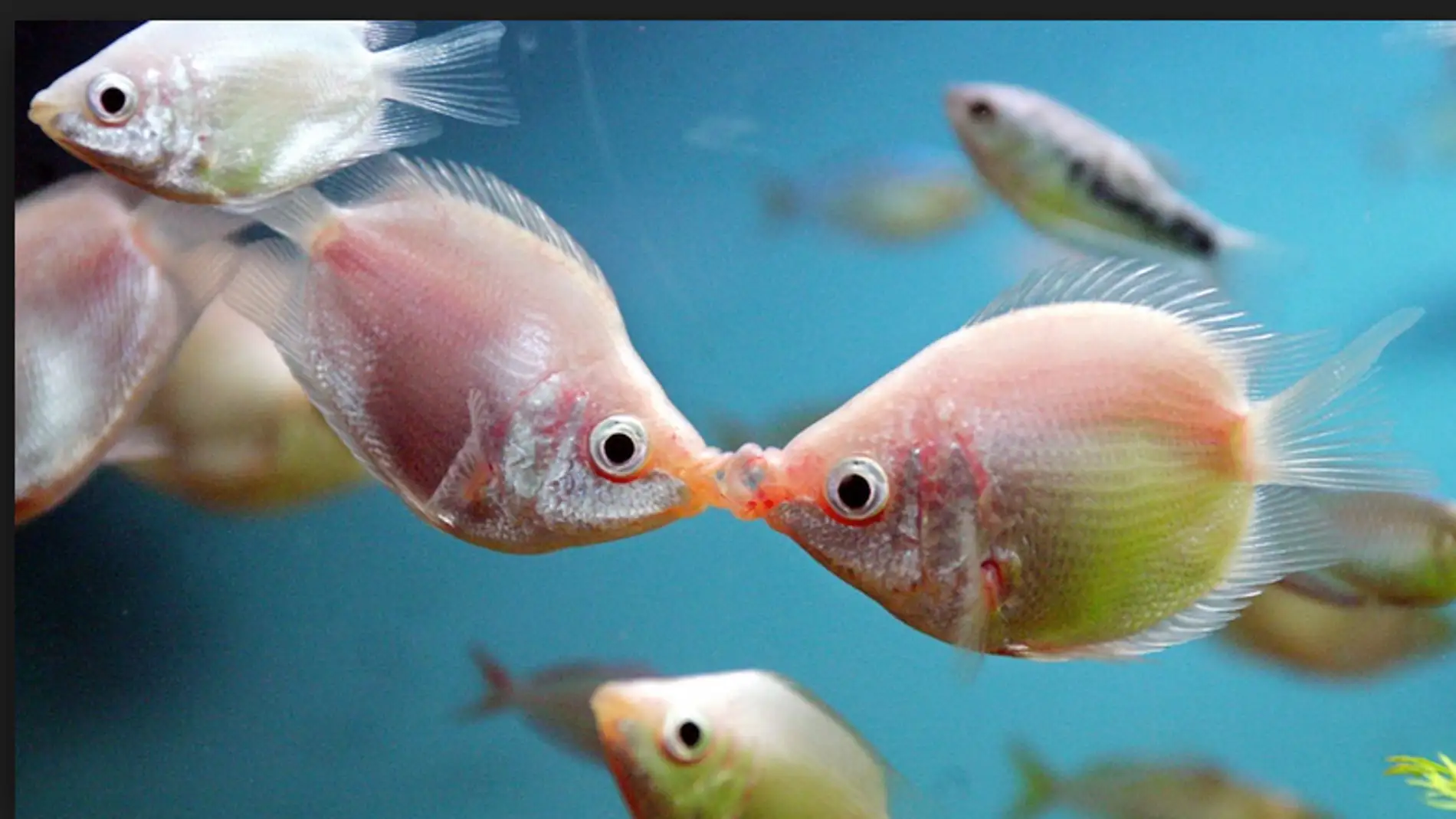 Los peces que se besan para defender a muerte su territorio